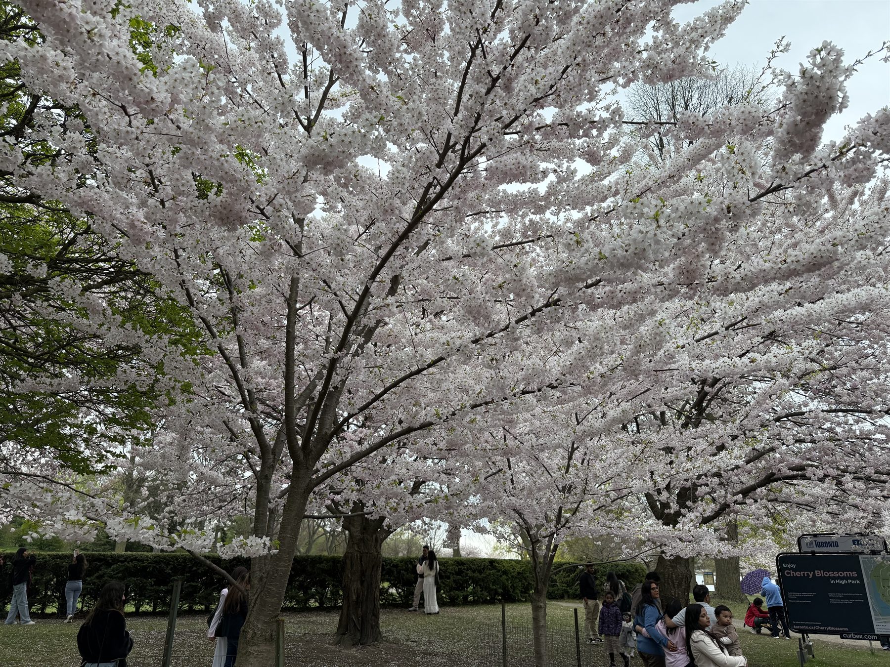 Cherry blossoms along the hedge in High Park