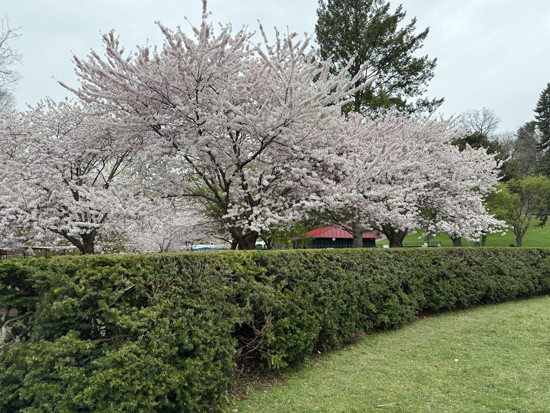 Cherry blossoms in High Park