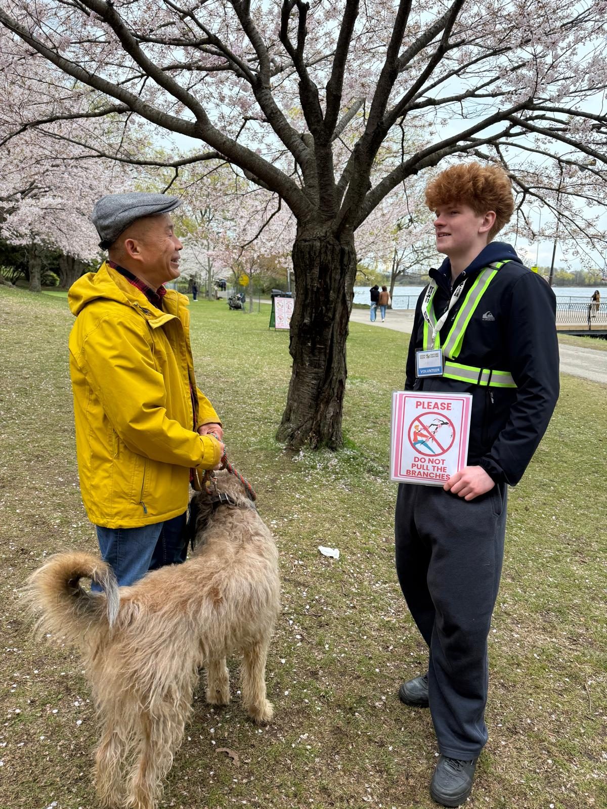 Adam Pham talking with a park steward under the cherry blossoms in High Park